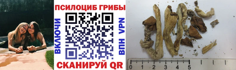 Купить где  Тулун  Псилоцибиновые грибы MAGIC MUSHROOMS 